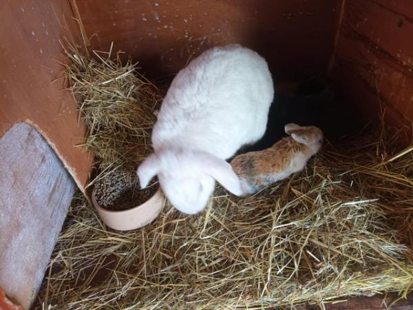 Image 2 of Baby mini lop bunnies for sale
