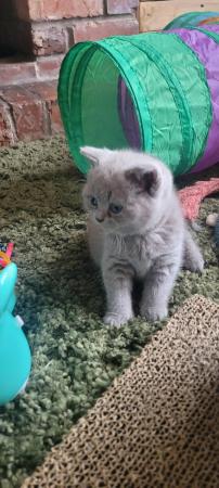 Image 11 of Gccf registered lilac British Shorthair kittens