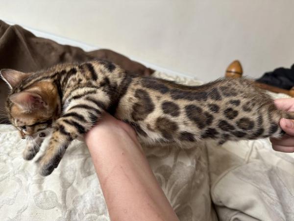 Image 8 of 5 generation TICA registered bengal kittens for sale.