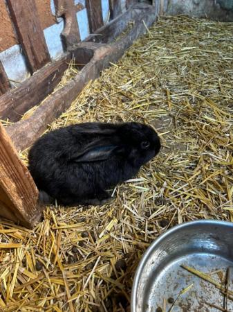 Image 2 of New Zealand Giant Black Bunny Rabbits - Unsexed