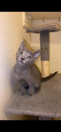 Image 7 of 6 Full pedigree russian blue kittens. GCCF registered.