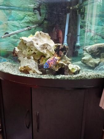 Image 2 of Tropical fish and jewel trigon Corner tank