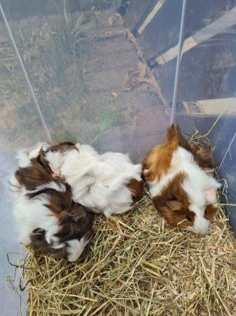 Image 20 of Adorable baby Guineapig's for sale.