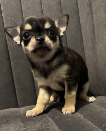 Image 7 of Stunning KC Registered Chihuahuas