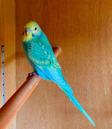 Image 2 of Why pay pet shop prices for your budgies ?