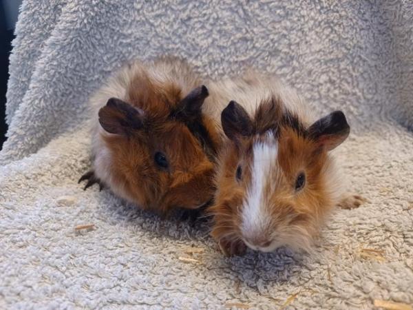 Image 1 of Baby guinea-pigs (Abyssinian and Teddy's)