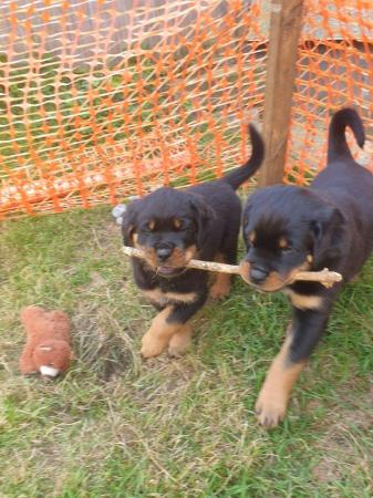 Image 1 of Beautiful chunky rottweiler puppies