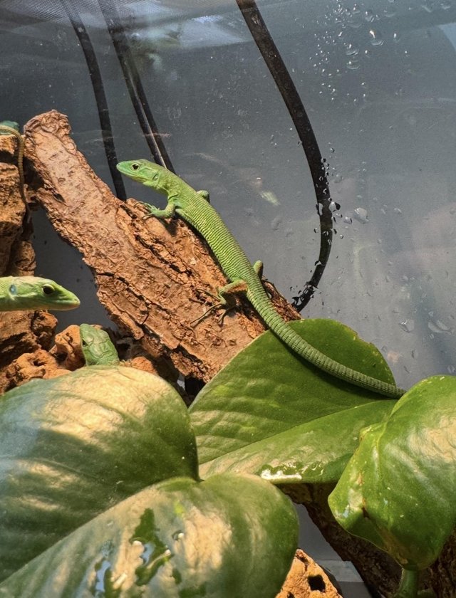 Green Keel Bellied Lizard (Gastropholis prasina) available — photo 4 of 4