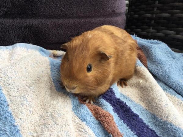 Image 3 of 8week old male baby guinea pig