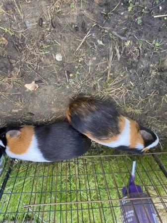 Image 3 of Guinea pigs female. ……………………………reduced