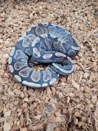 Image 9 of Various royal pythons, pied , mojave , pastel , het russo