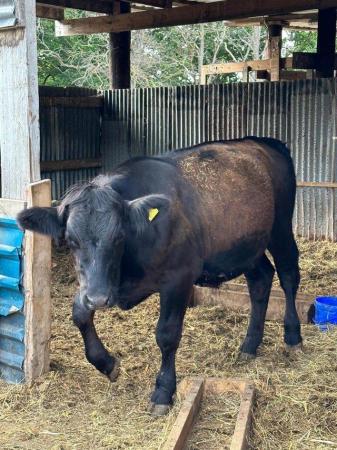 Image 1 of Wagyu x Aberdeen Angus Steer Available