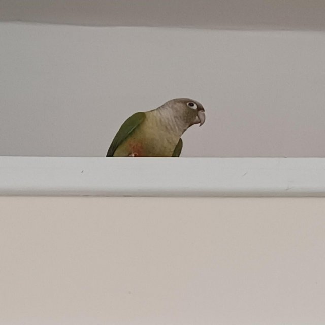Preview of the first image of Female Pineapple Green cheek Conure.