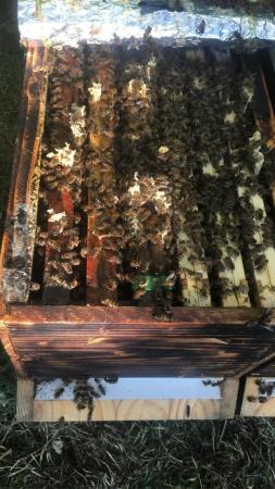 Image 4 of Bee Nucs overwintered 2024 for sale