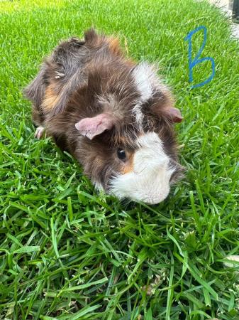 Image 3 of Male and Female Guinea pigs