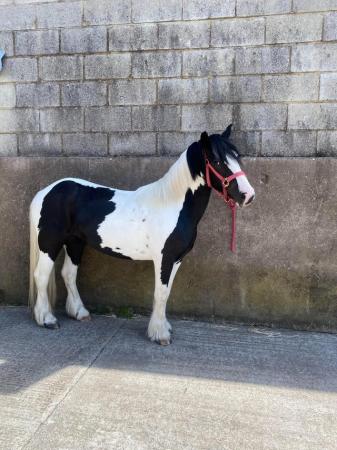 Image 17 of 13hh LightlyBacked Cob Mare Riding Pony/Ride & Drive Project