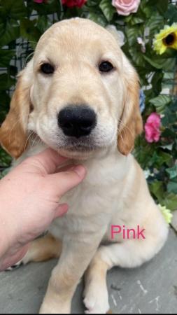 Image 8 of *READY NOW!! 2 Girls left! Gorgeous Golden Retriever Puppies