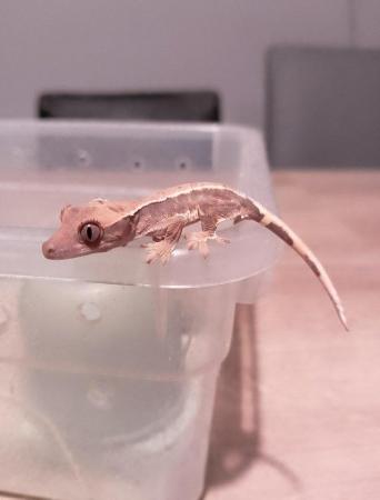 Image 5 of Lily White Crested Gecko for sale £100