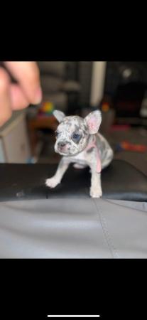 Image 4 of Fluffy carrier French Bulldog