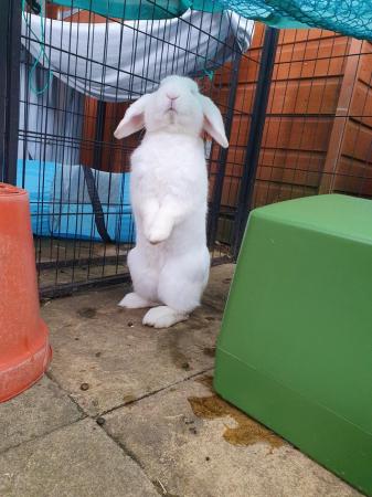 Image 5 of FINN neutered/vaccinated friendly lop boy for adoption
