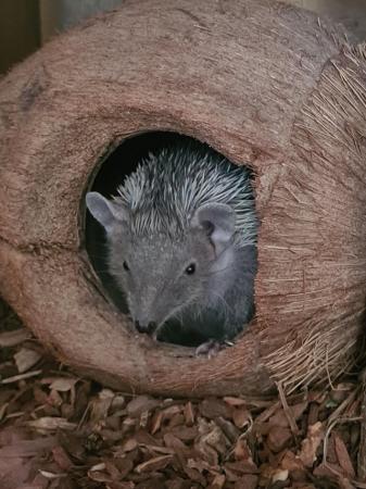 Image 7 of Lesser Hedgehog Tenrec for sale