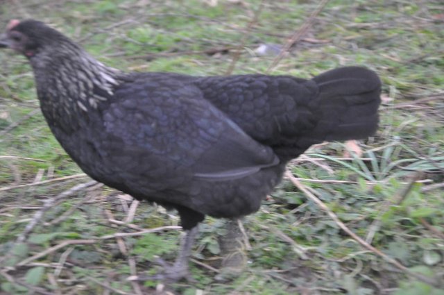 Image 3 of Norfolk Grey Chickens Rare Breed