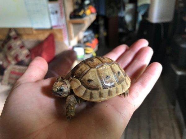 Image 3 of Baby Tortoises For Sale - Captive Bred In The UK £100 - £245