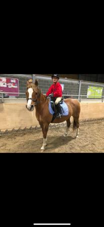 Image 3 of 12.1 chestnut mare for sale / loan