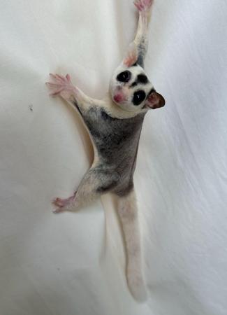 Image 3 of TWO BEAUTIFUL MOSAIC SUGAR GLIDERS – BROTHERS