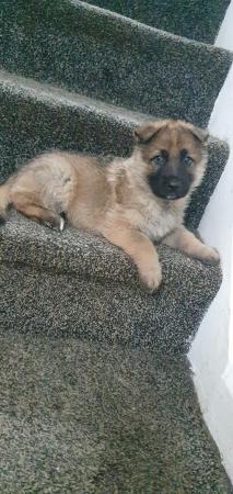 Image 1 of German shepherd puppies for sale