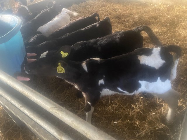Preview of the first image of Fresian x dairy heifer calves.