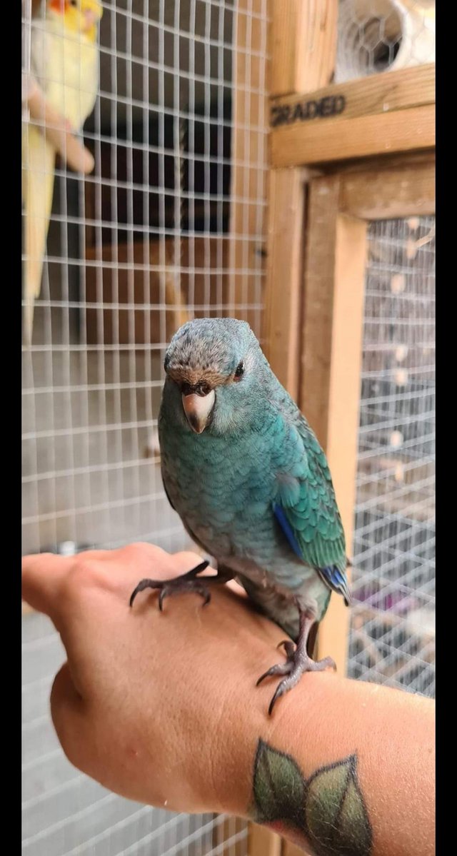 Preview of the first image of Turquoise Kakariki male 7 months old.