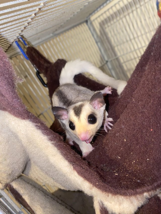 Preview of the first image of 2x male twin sugar gliders 11 weeks old.