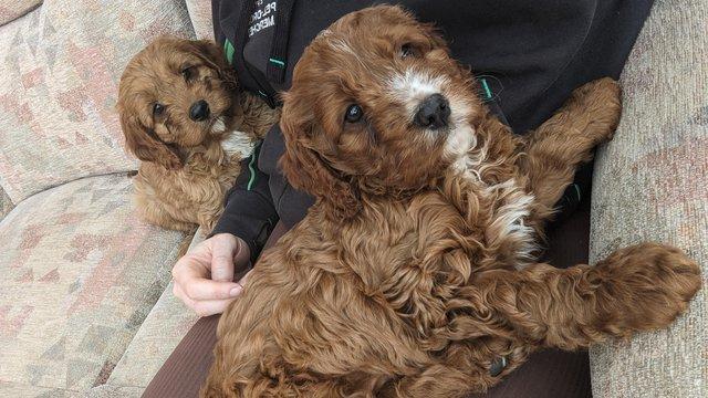 Image 7 of Gorgeous F1 toy cavapoo puppies