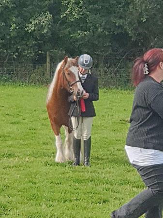 Image 7 of 13.1hh coloured cob perfect second pony