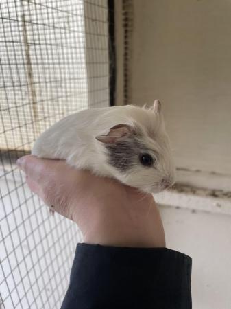 Image 3 of 6 week old guinea pig for sale