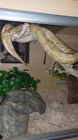 Image 2 of 2 year old banana royal python and enclosure