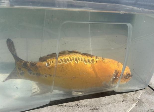 Image 5 of 2 Koi Carp for sale 14/18 inches