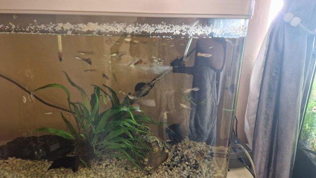 Image 3 of 165 liter fish tank and fish