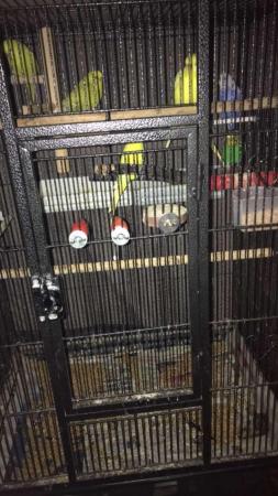 Image 5 of Budgies for rehoming 7/8 birds