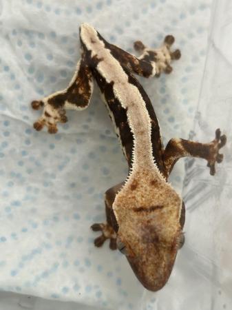 Image 4 of 3x crested gecko frog bums , 7months old
