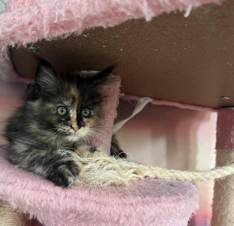 Image 3 of maine coon kittens ready for reservation