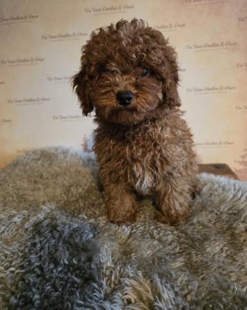 Image 9 of Super Tiny Pedigree Toy Poodles Puppies