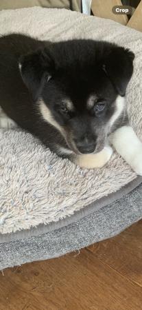 Image 4 of Kennelclub registered Siberian husky puppies