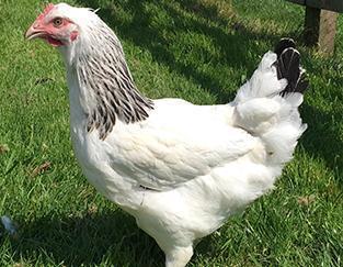 Image 3 of Hens for sale...vaccinated...DEFRA.......Registered......
