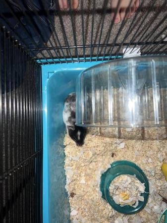 Image 4 of 10 month old white and black hamster