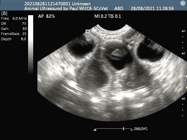 Preview of the first image of Canine / feline pregnancy scans + Microchipping Doncaster.