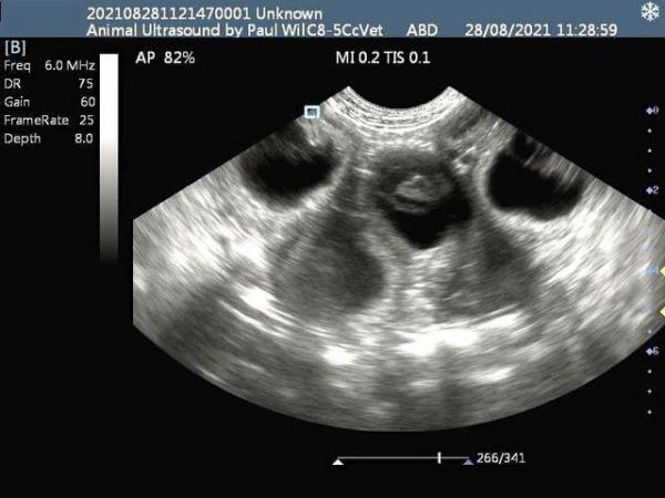 Image 1 of Canine / feline pregnancy scans + Microchipping Doncaster
