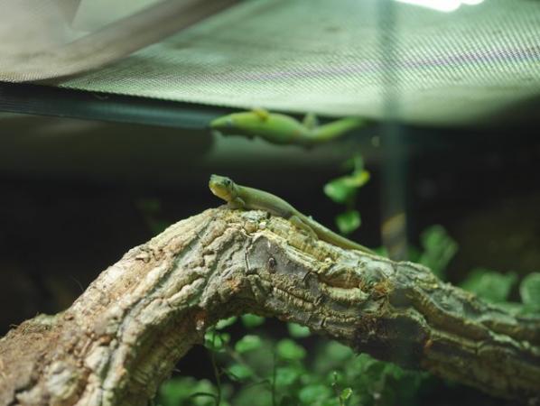 Image 4 of Phelsuma Laticauda Gold Dust Day Gecko Pair