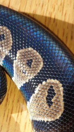Image 6 of Black head royal python 50% possible het Orange ghost